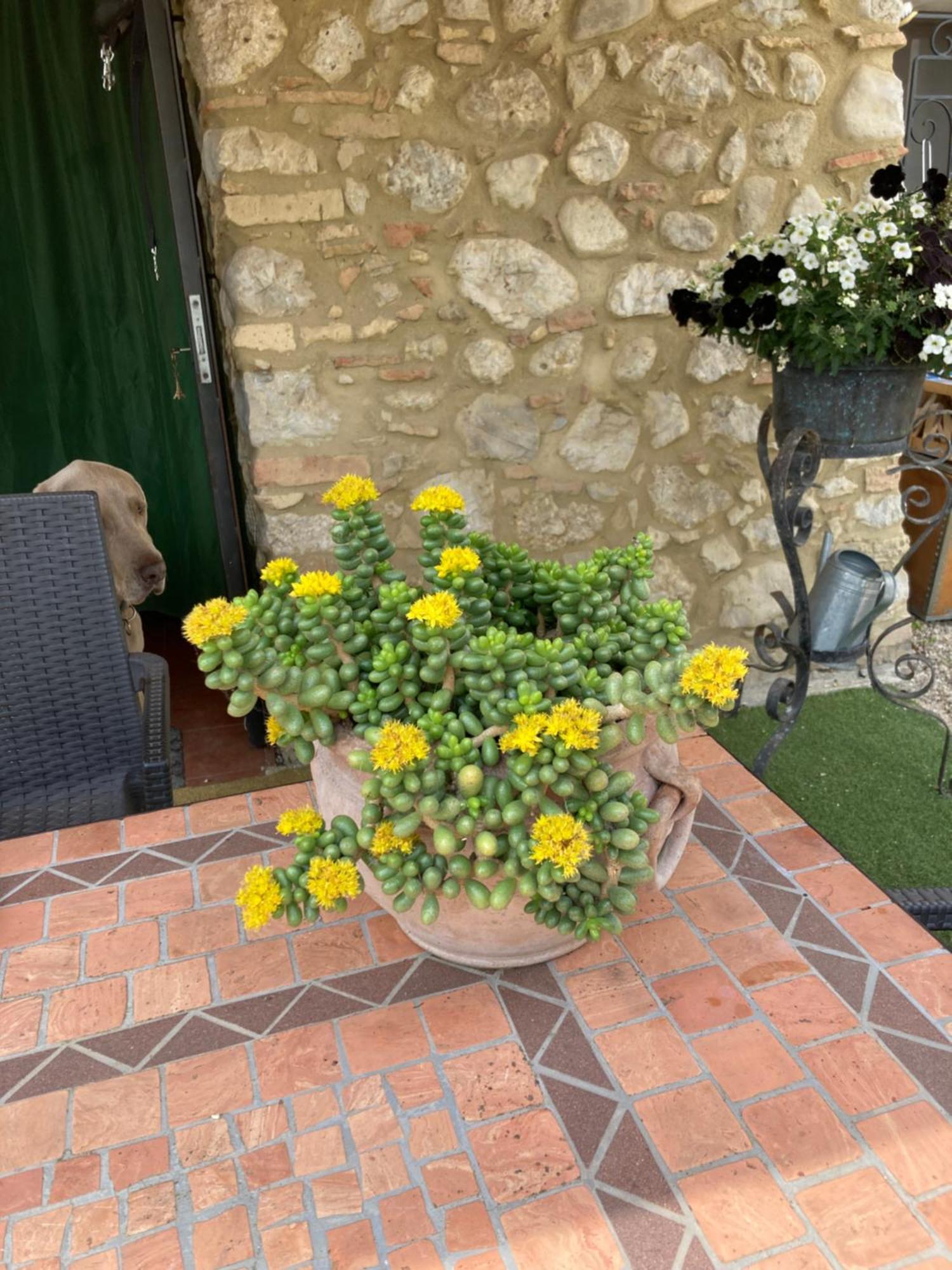 Casa Gavenniae Bed and Breakfast Nocciano Εξωτερικό φωτογραφία